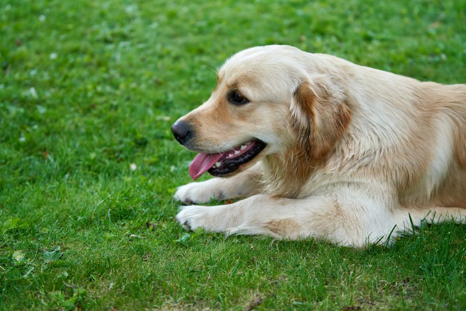 golden retriever (Barnabas Davoti)
