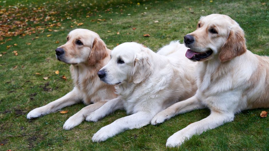 golden retriever (Barnabas Davoti)